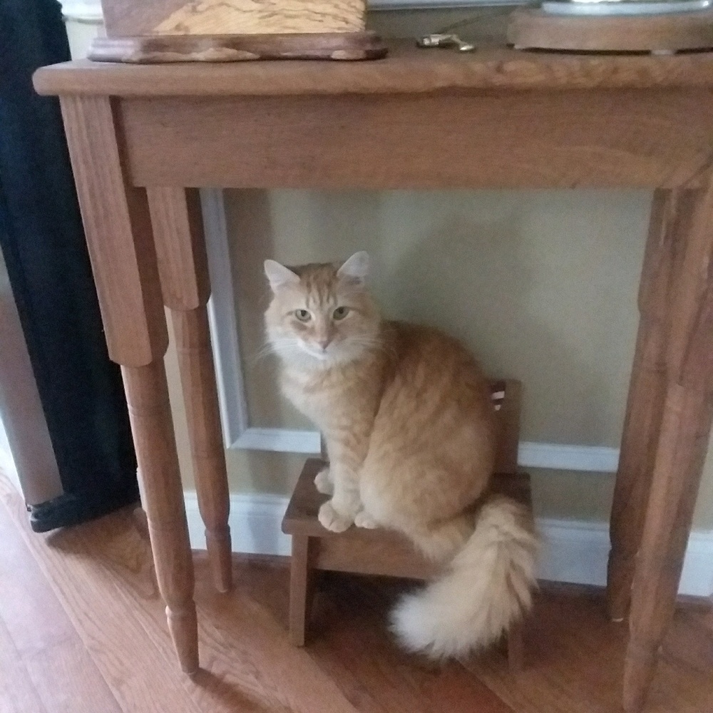 Meet your Posher, Sharon